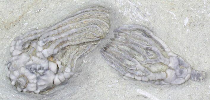 Cyathocrinus & Platycrinites Crinoid Association - Indiana #29414